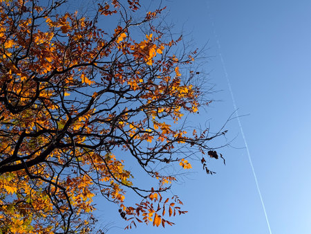 Autumn light through tangled branches. Interplay of color, texture and rhythm in seasonal transformation.の写真素材