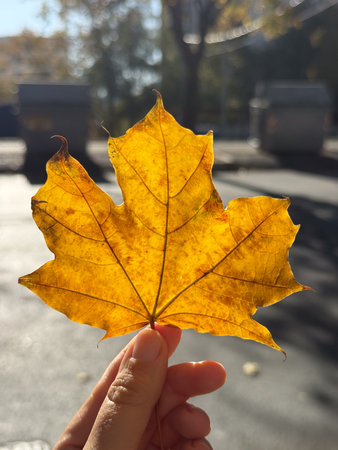 Bright golden maple leaf held in sunlight with blurred city background. Autumn colors, warmth and serene outdoor mood.の写真素材