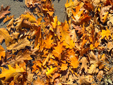 Bright yellow and orange oak leaves covering ground. Autumn season, warmth of sunlight and beauty of fallen foliage.の写真素材