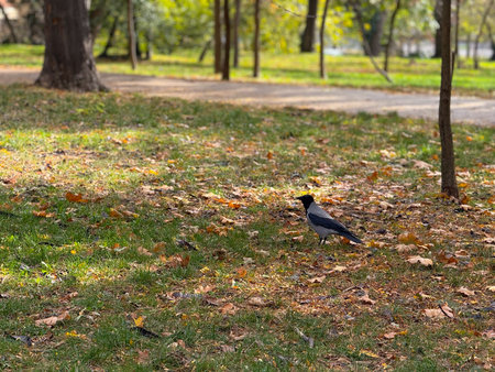 Crow standing on autumn grass. Observation, awareness, and connection between wildlife and urban nature.の写真素材