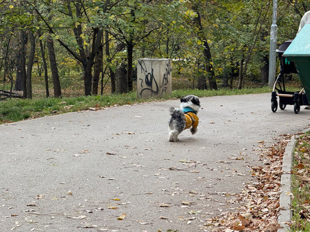 Dog running toward owner on park path. Energy, affection, and joyful motion symbolizing freedom and...
