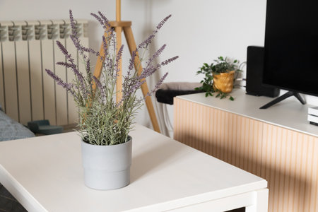 Lavender plant in pot on white table. Calmness, nature, and cozy domestic atmosphere in modern interior.の写真素材