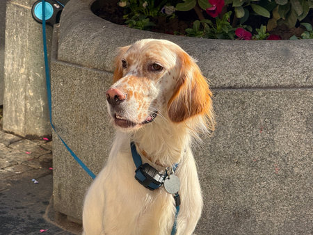 Close-up English setter dog waiting quietly on city street beside stone planter in afternoon sun....