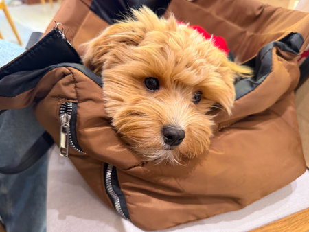 Toy poodle dog leaning from carrier bag inside cafe interior. Companionship, curiosity, and...