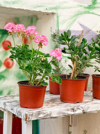 Various potted plants and flowers arranged on a wooden table in an outdoor space. Gardening, lifestyle and decoration symbolizing greenery, urban vegetation and seasonal home cultivation.の写真素材
