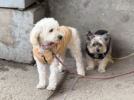 Two small dogs on leash wearing jacket outdoors. Companionship, pet care, urban walk, friendship,...