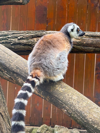 Ring-tailed lemur sitting on wooden branch. Observation, adaptation, and survival of primates in...