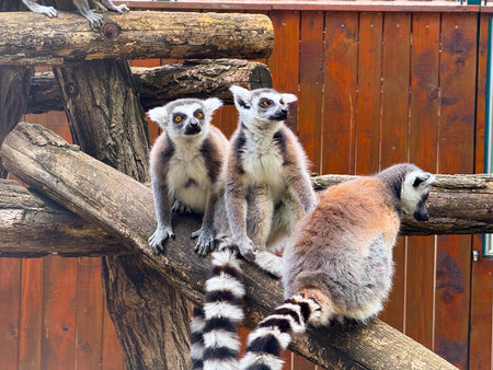 Ring-tailed lemurs sitting on wooden branch. Observation, adaptation, and survival of primates in...