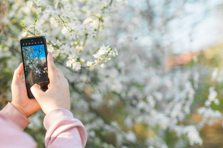 Person photographing flowering tree branches with smartphone during spring bloom. Mobile...