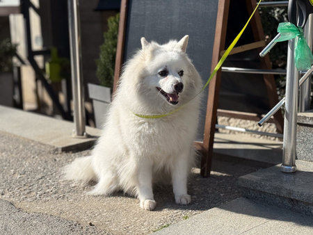 White fluffy samoyed dog sitting on street near cafe terrace on sunny day. Urban pet lifestyle, companionship and everyday city animal life.の写真素材
