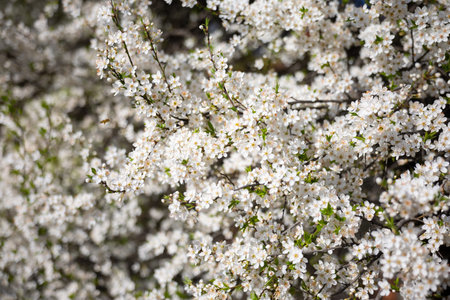 White blossoms fill the frame with spring texture and light. Abundance, fertility, renewal,...