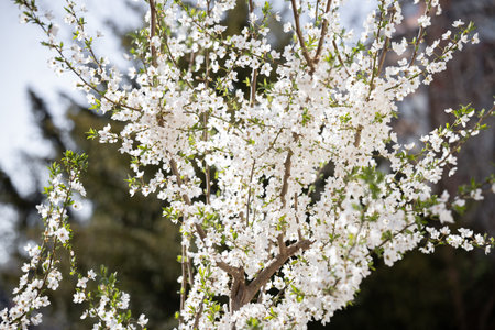 White blossoms fill the frame with spring texture and light. Abundance, fertility, renewal,...