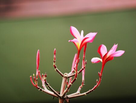 Desert Roseの写真素材