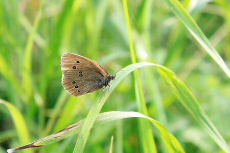 mottled gray butterfly on green grass, outdoors.の写真素材