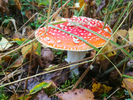 Red mushroom / toadstool in the forestの写真素材