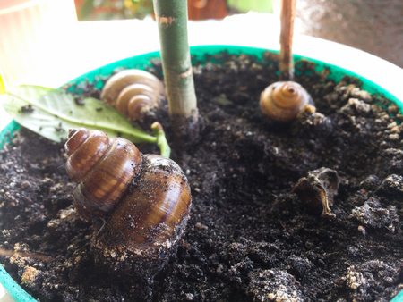 Big snail in shell crawling in garden.の写真素材