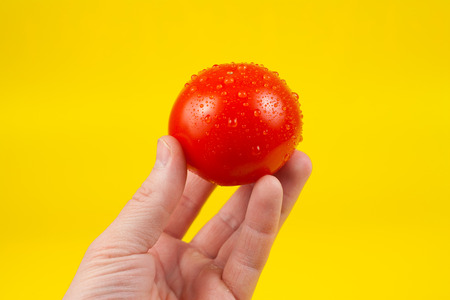 A man cook hand holding a colorful fresh red tomato, isolated on yellow background. White male hand showing a fresh delicious tomato.の写真素材
