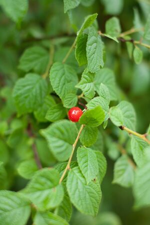 Red berries of a felt cherry on the branches. Close up photo. Small berries of cherries. Varietal plant. Drops of water on the leaves.の写真素材