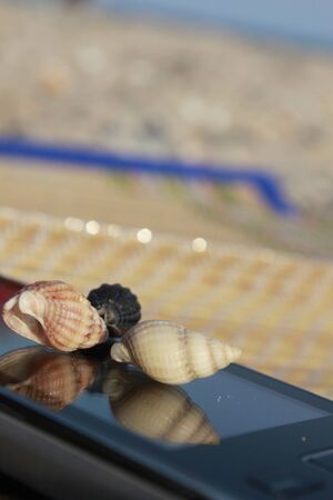 Landscape with shells on tropical beach