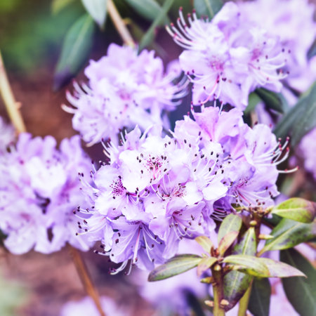 Purple rhododendron flowers in the spring garden.