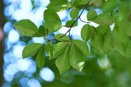 green leaves on a tree, note shallow depth of field