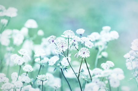 Beautiful flowers in soft color and blur style for backgroundの写真素材