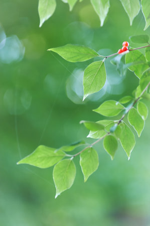 green leaves and red berries on blurred background, shallow depth of field