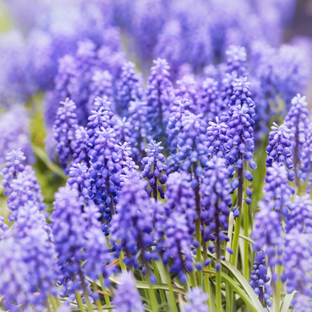 Muscari hyacinth (Grape hyacinth)の写真素材