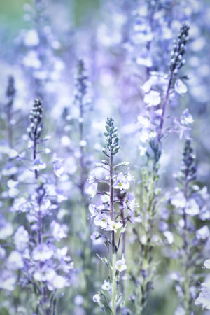 Beautiful flowers in the meadow, soft focus, nature backgroundの写真素材