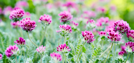 Flowering red clover in the garden, selective focus.の写真素材