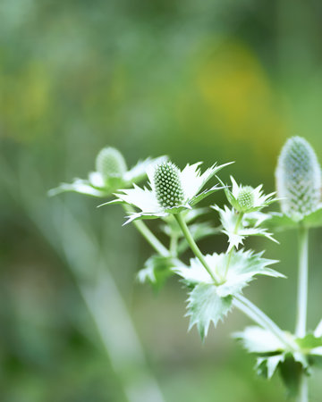 Eryngium lanceolatus, also known as sea hollyの写真素材