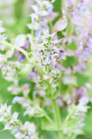 Salvia officinalis. Salvia officinalis. Salvia officinalis