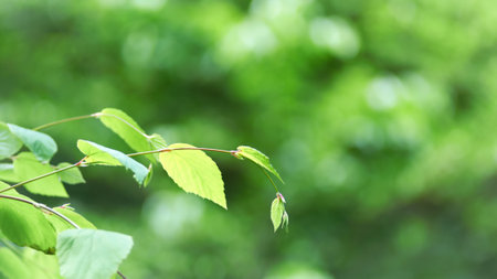 Green leaves of birch tree on blurred background. Shallow depth of field
