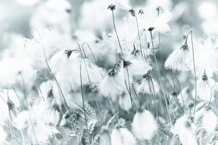 Beautiful spring meadow with white flowers.の写真素材