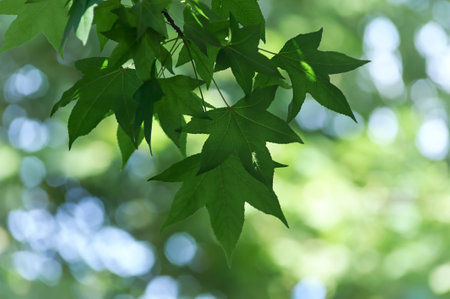 green leaves on a tree in the forest, note shallow depth of field