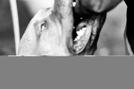 Vintage Christmas decorations on rustic background. Selective focus.の写真素材