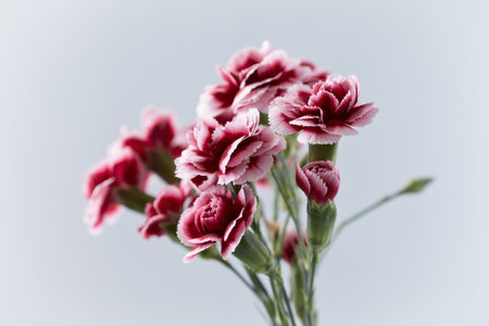 Bouquet of pink carnation flowers isolated on white background.の写真素材