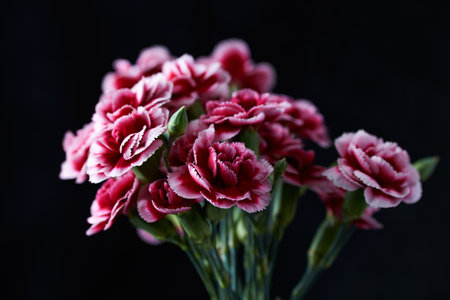 bouquet of pink carnations on a black background close upの写真素材