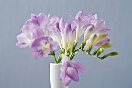 Purple freesia flowers in vase on blue background.の写真素材
