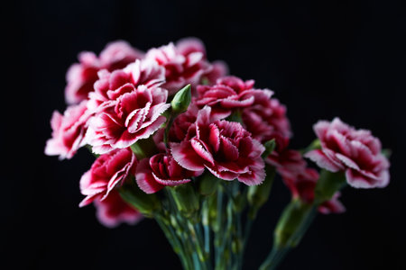 Bouquet of pink carnations on black background, close upの写真素材