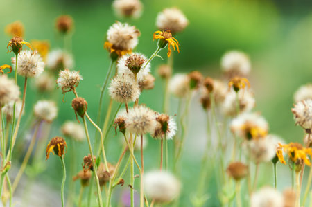 Dandelion flower in the garden, soft focus and shallow DOF.の写真素材