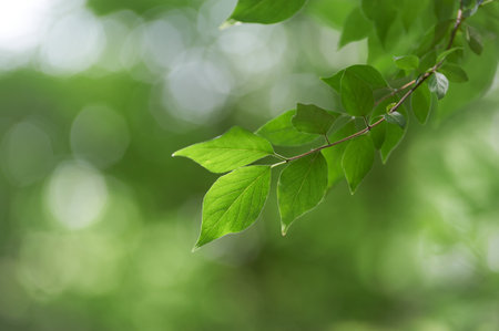 green leaves background in sunny day with bokeh and light effects