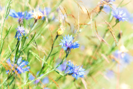 Cornflowers in the field, close-up. Nature background
