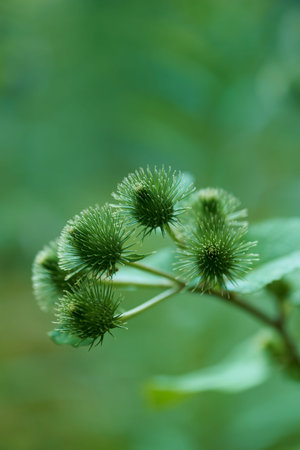 Burdock (Arctium lappa) on green background