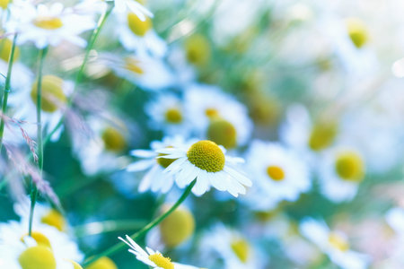 Chamomile flowers in the meadow, summer background.