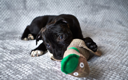 Cute black puppy playing with a toy on a white background.