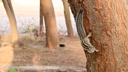 Indian palm squirrel climbing on a tree trunk look at the cameraの写真素材
