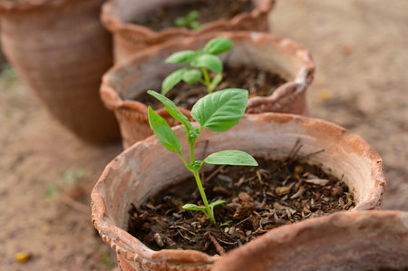 Young plant in the clay potの写真素材