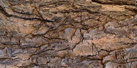 closeup of tree bark texture