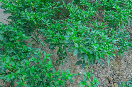 Chilli plants in the gardenの写真素材